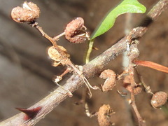 Zanthoxylum armatum