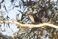 Pomatostomus ruficeps