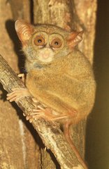 Tarsius spectrumgurskyae