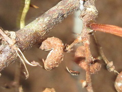 Zanthoxylum armatum