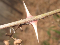 Zanthoxylum armatum