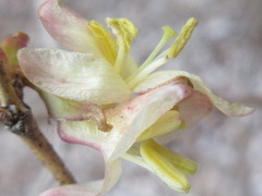 Lonicera harae