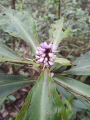 Dichorisandra thyrsiflora