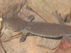 Hynobius quelpaertensis