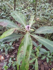 Dichorisandra thyrsiflora