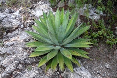 Agave lyobaa