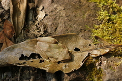 Ptychohyla hypomykter