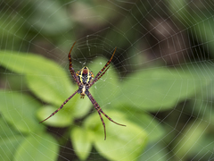 Argiope aetheroides