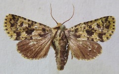 Hadena psittacus