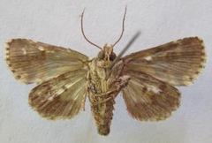 Hadena psittacus