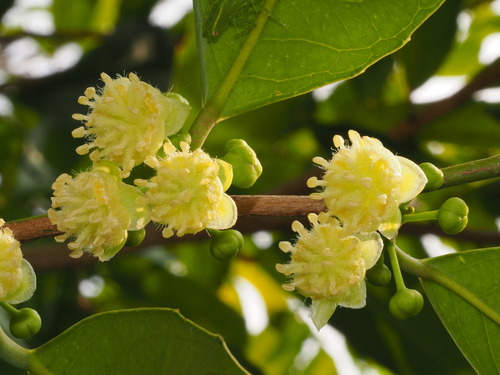 Dafengzi Oil (Hydnocarpus hainanensis)