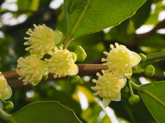Dafengzi Oil (Hydnocarpus hainanensis)