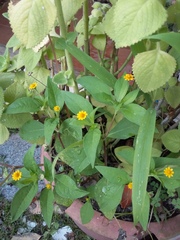 Melampodium divaricatum