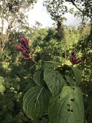 Salvia elegans