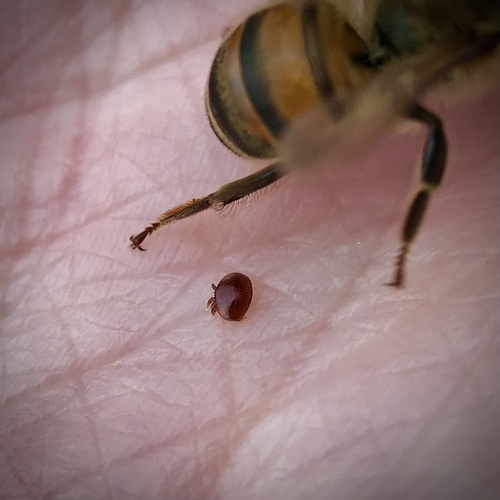 Varroa Mite