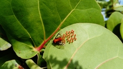 Sericoceros mexicanus
