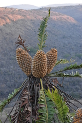 Encephalartos natalensis