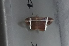 Hemeroblemma mexicana