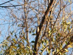Selasphorus sasin