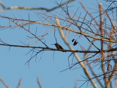 Selasphorus sasin