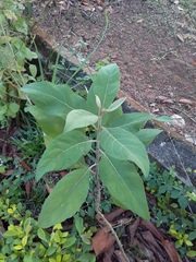 Magnoliopsida