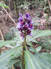 Dichorisandra thyrsiflora