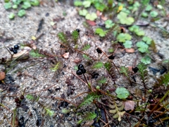 Juncus novae-zelandiae
