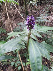 Dichorisandra thyrsiflora