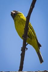 Crithagra hyposticta