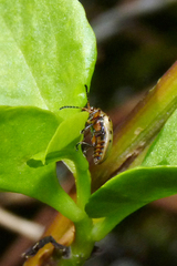 Plectonycha correntina