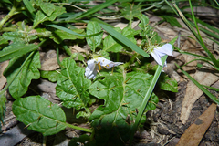 Solanum juvenale