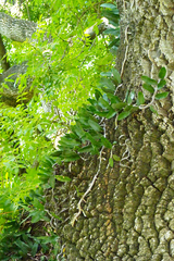 Microgramma mortoniana