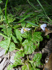 Solanum juvenale