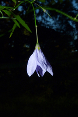 Solanum amygdalifolium