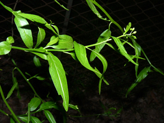 Solanum amygdalifolium