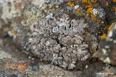 Punctelia stictica