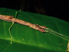 Lobonecroscia subflava