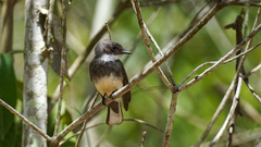 Rhipidura rufiventris