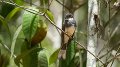 Rhipidura rufiventris