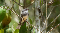 Rhipidura rufiventris