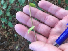Muehlenbeckia complexa grandifolia