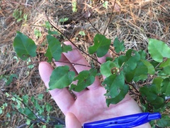 Muehlenbeckia complexa grandifolia