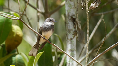 Rhipidura rufiventris