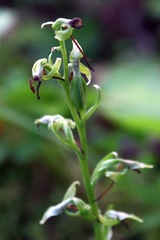 Platanthera hookeri