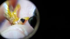 Ptychohyla hypomykter