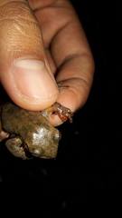 Ptychohyla hypomykter