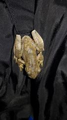 Ptychohyla hypomykter