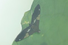 Heterocnephes