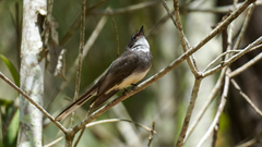 Rhipidura rufiventris