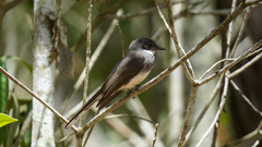 Rhipidura rufiventris